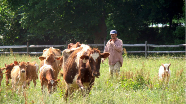 Herdsman - Image 3