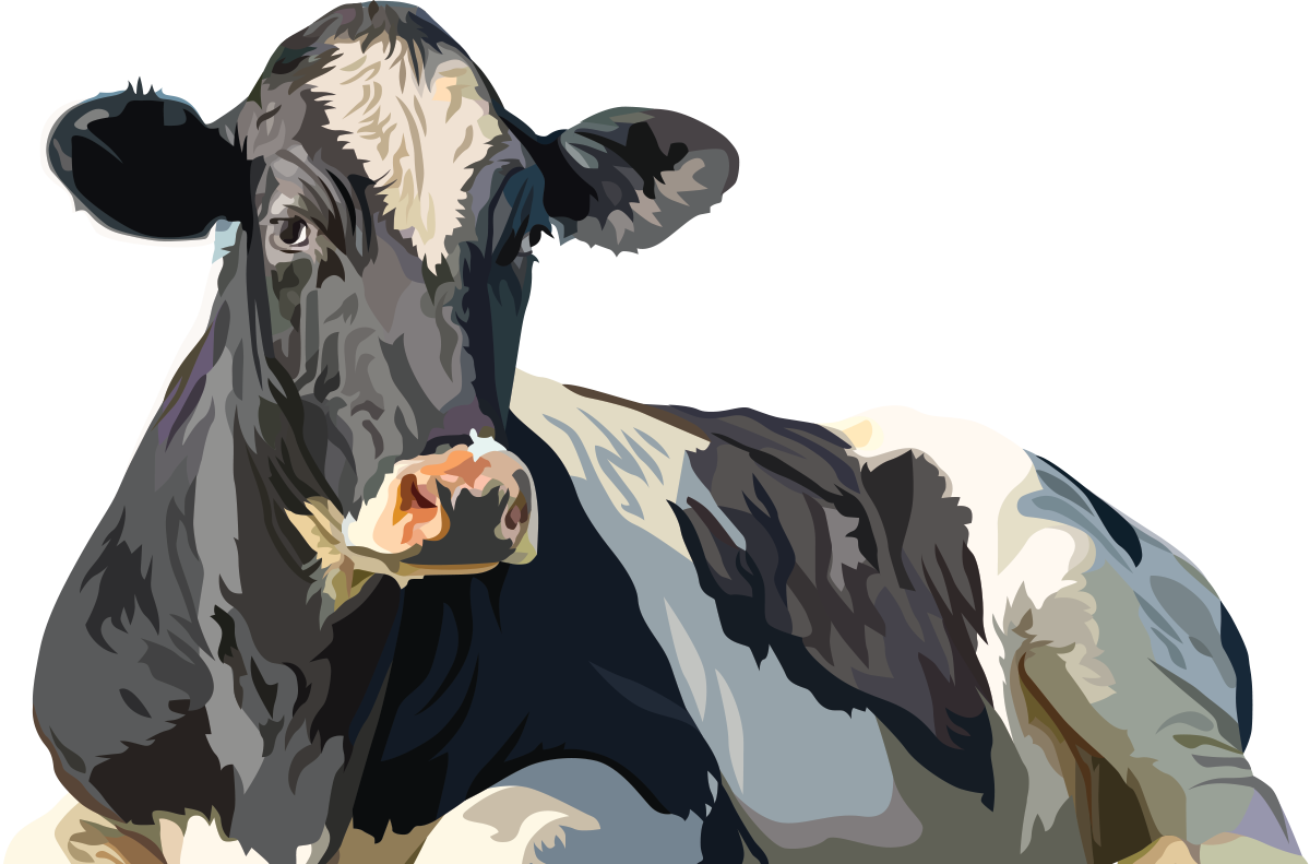 Cow Illustration