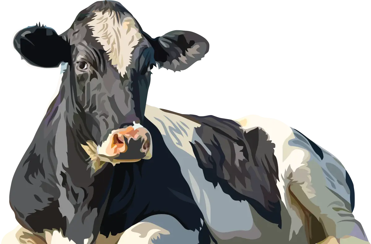 Cow Illustration