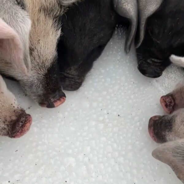 Pigs Feeding