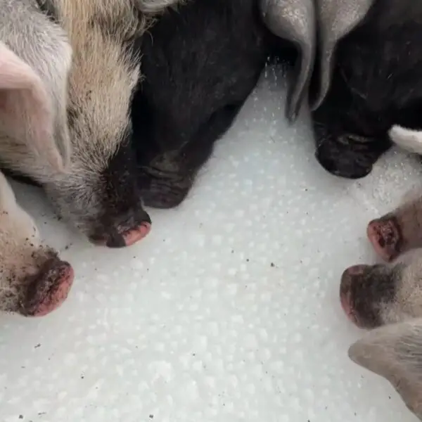 Pigs Feeding